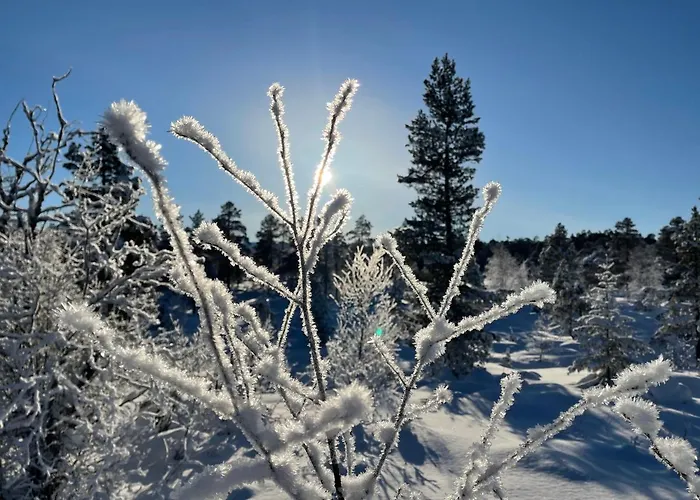 Engeset Trehytter Vereide